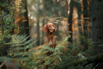 Hungarian Vizsla in the autumn forest. Pet in leaf fall. Atmospheric photo in nature - Powered by Adobe