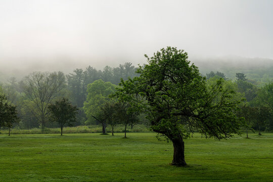 Green field with lonely tree with empty space. Ecology, New Jersey Botanical Garden. High-quality photo