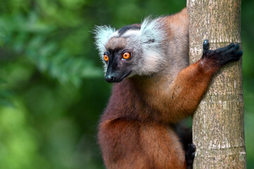 Black lemur – female , portrait (Eulemur macaco), Madagascar nature.