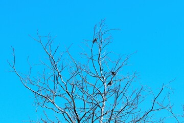 Birds on the branches of an old withered tree against the blue summer sky