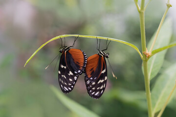 Zwei Schmetterlinge hängend am Blatt Gewächshaus