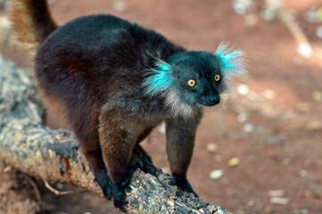 Black lemur – male , portrait (Eulemur macaco), Madagascar nature.