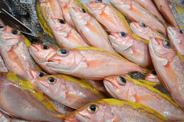 フカヤービタロー(ハナフエダイ/Okinawa)