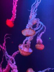 Grupo de medusas fucsias 