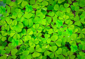 green clover texture closeup, forest nature background pattern of shamrock, trefoil green ground backdrop macro