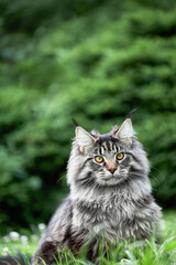 Maine-coon cat portrait on nature summer background.