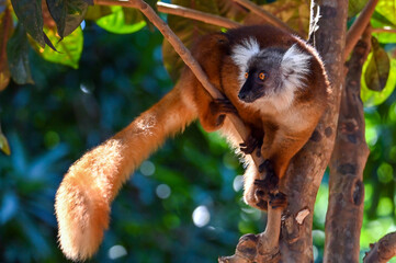 Black lemur – female , portrait (Eulemur macaco), Madagascar nature. © mirecca