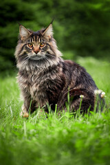 Beautiful large fluffy cat walks in the yard on green lawn