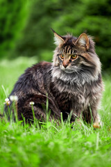 Naklejka na ściany i meble Beautiful large fluffy cat walks in the yard on green lawn
