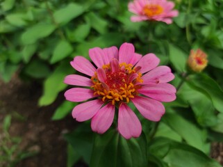 Obraz premium Common Zinnia or Zinnia elegans is one of the most famous flowering annuals of the genus Zinia