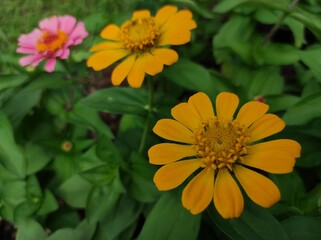 Common Zinnia or Zinnia elegans is one of the most famous flowering annuals of the genus Zinia