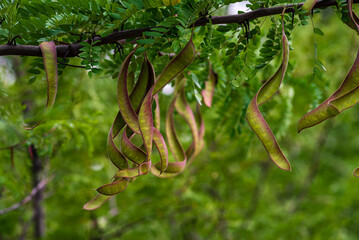 Ceratonia siliqua, commonly known as the carob tree or carob bush, St John's-bread or locust bean...
