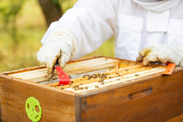 Beekeeper on an apiary, beekeeper is working with bees and beehives on the apiary, beekeeping or apiculture concept