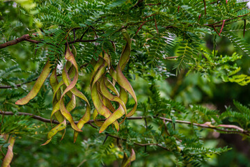 Ceratonia siliqua, commonly known as the carob tree or carob bush, St John's-bread or locust bean...