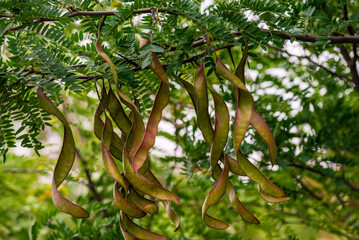 Ceratonia siliqua, commonly known as the carob tree or carob bush, St John's-bread or locust bean...