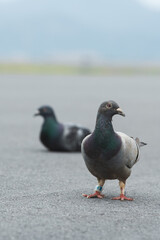 Fototapeta premium Doves resting on the road