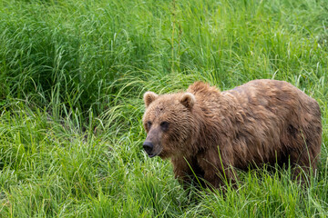Fototapeta premium Alaskan brown bear feeding