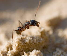 ant