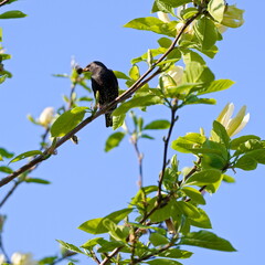 Starling with a beetle in the beak on the tree in spring