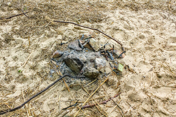 Wadden sea tidelands coast stones rocks water Harrier Sand Germany.