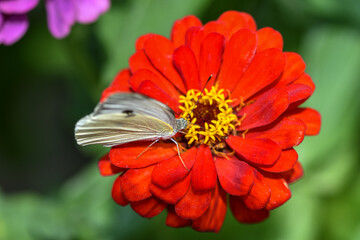 Beautiful white butterfly eats dahlia flower nectar in the flower bed