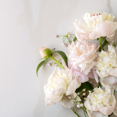 delicate cream peonies on a light marble background - obrazy, fototapety, plakaty
