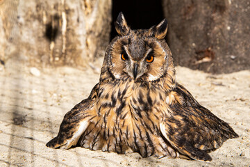 A close up view of a long eared owl looking forwards, hoot owl sitting on the ground