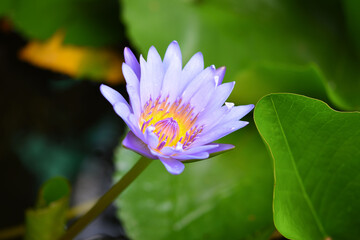 Small blue lotus blooming in the pond