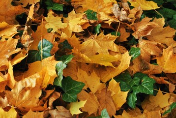 autumn leaves background