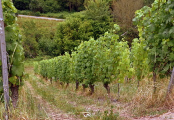 Weinberg mit mit langen Reihen voller Rebst&ouml;cke