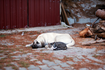 Dog and stray tabby cat lying together on the ground.