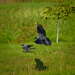 Jackdaws landing in the meadow in summer time.