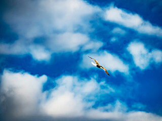 gull flies over the lake in the morning