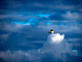 gull flies over the lake in the morning