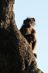 Babouin chacma, Papio ursinus , chacma baboon, Parc national Kruger, Afrique du Sud