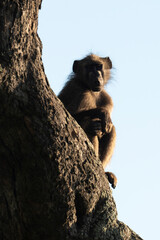 Babouin chacma, Papio ursinus , chacma baboon, Parc national Kruger, Afrique du Sud