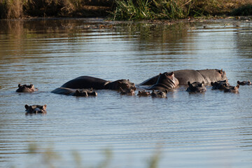 Hippopotame, Hippopotamus amphibius, Afrique du Sud