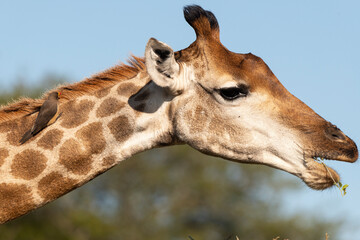 Piqueboeuf à bec rouge, Red billed Oxpecker, Buphagus erythrorhynchus, Girafe, Giraffa Camelopardalis, E Parc national Kruger, Afrique du Sud