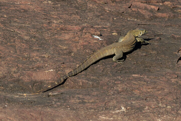 Varan du Nil, Varanus niloticus