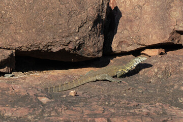 Varan du Nil, Varanus niloticus