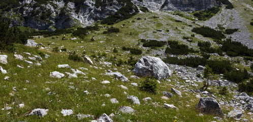 Subalpine Environment under Julian Alps high Peaks - Triglav National Park Slovenia