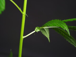 flowering male medical cannabis plant on black background close up