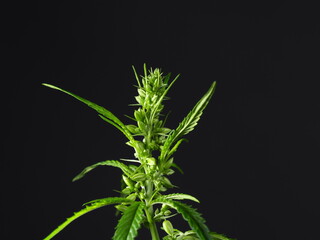 flowering male medical cannabis plant on black background close up