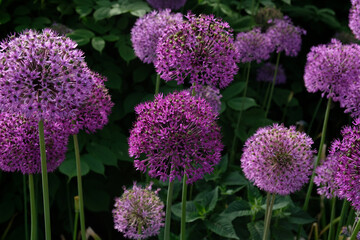 Purple Giant Onion blooming, Field of Allium ornamental onion. Few balls of blossoming Allium flowers. Concept of gardening, the cultivation of bulbous plants. - obrazy, fototapety, plakaty