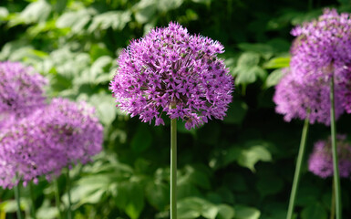 Purple Giant Onion blooming, Field of Allium ornamental onion. Few balls of blossoming Allium flowers. Concept of gardening, the cultivation of bulbous plants.
