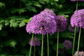 Purple Giant Onion blooming, Field of Allium ornamental onion. Few balls of blossoming Allium flowers. Concept of gardening, the cultivation of bulbous plants.