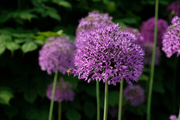 Purple Giant Onion blooming, Field of Allium ornamental onion. Few balls of blossoming Allium flowers. Concept of gardening, the cultivation of bulbous plants.