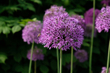 Purple Giant Onion blooming, Field of Allium ornamental onion. Few balls of blossoming Allium flowers. Concept of gardening, the cultivation of bulbous plants.