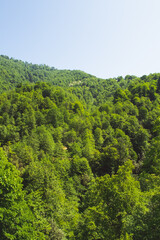 green forest in the mountains