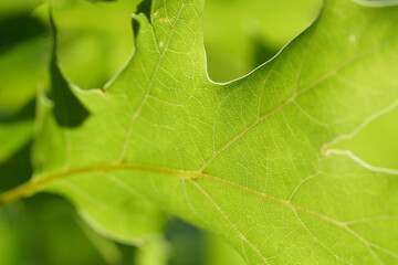 Oak Leaf Macro in the sun